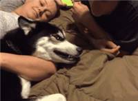 外国美女在床上和狗狗一起睡觉动态图